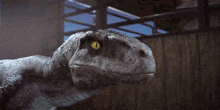 a close up of a dinosaur with yellow eyes standing in front of a building .