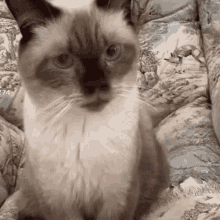 Balenciagaval Cat GIF - Balenciagaval Cat Look GIFs