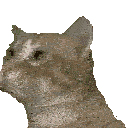 a close up of a cat 's head on a white background looking up .