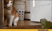 Lizard Whips Cat With Tail GIF