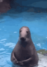 a seal is standing in the water with its arms crossed .