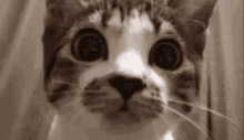 Wide Cat Stare At Camera GIF - Wide Cat Stare At Camera Cat Stare At Camera GIFs
