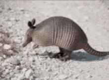 Good Morning GIF - Good Morning GIFs