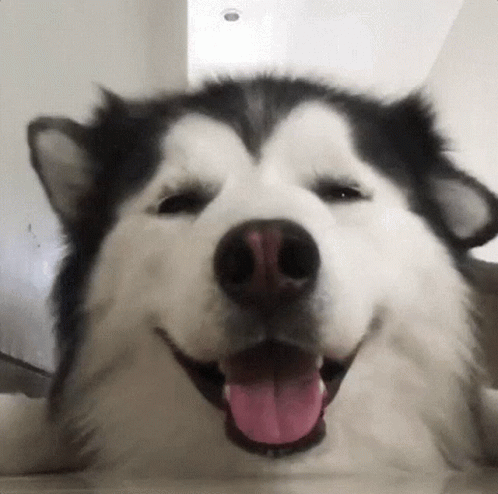 Cute Dog GIF - Cute Dog Ears - Discover & Share GIFs