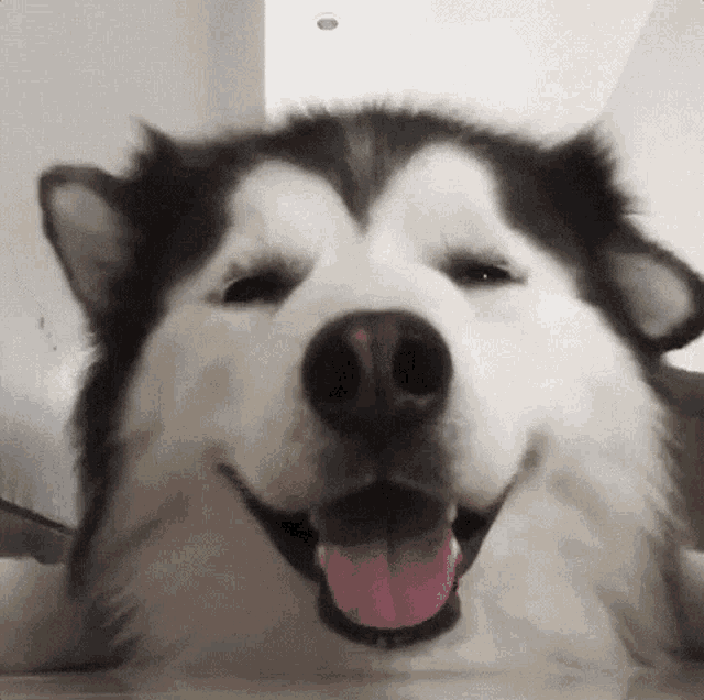 Cute Dog GIF - Cute Dog Ears - Discover & Share GIFs