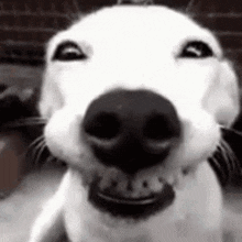 a close up of a dog 's face with its mouth open and a smile on its face .