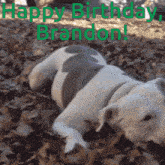 Happy Birthday Brandon GIF - Happy Birthday Brandon GIFs