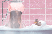 Tomascore Squeaky Clean GIF - Tomascore Squeaky Clean Horse GIFs