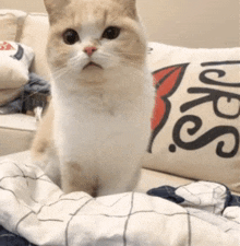 a cat is sitting on a couch next to a pillow that says ' jesus '