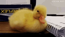 Sleepy Duckling GIF