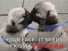 two pug puppies kissing each other with the caption your face it needs my kisses