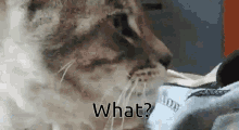 What What Cat GIF - What What Cat Huh GIFs
