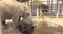 Get Out Elephant GIF - Get Out Elephant Baby Elephant GIFs