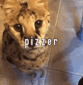 Sogga Pizzer GIF - Sogga Pizzer Pizza GIFs