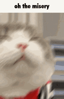 Tudou Potato Cat GIF - Tudou Potato Cat Dimden GIFs