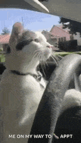 Cat Driving GIF - Cat Driving Cat Driving GIFs