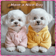 two small white dogs wearing pink and yellow sweaters with the words have a nice day written above them