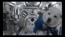 Sup Space GIF - Sup Space Dog GIFs