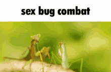 Sex Bug Bug GIF - Sex Bug Bug Mantis GIFs