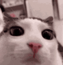 Cat Blinking Meme Cat GIF
