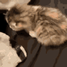 Kitty Oh The Misery GIF - Kitty Oh The Misery Cat GIFs