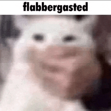 Cat Meme GIF - Cat Meme Flabbergasted GIFs