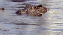 I Was Never Here GIF - Crocodile Wetlands Now You See Me Now You Dont GIFs