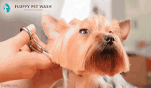 Mobile Cat Wash Near Me Mobile Dog Cleaning Near Me GIF - Mobile Cat Wash Near Me Mobile Dog Cleaning Near Me GIFs