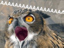 an owl with a surprised look on its face is surrounded by the words aa