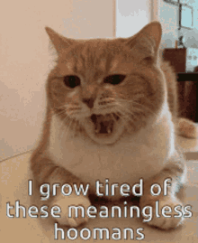 Grow Tired Of These Meaningless Humans GIF - Grow Tired Of These Meaningless Humans Cat GIFs