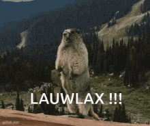 Lauwlax Coucou GIF - Lauwlax Coucou Marmotte GIFs
