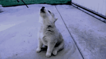Cute Animals Dogs GIF - Cute Animals Dogs Howling GIFs