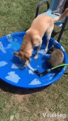 Bathing Viralhog GIF - Bathing Viralhog Dog GIFs