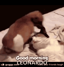 Good Morning Dogs GIF - Good Morning Dogs Hot GIFs