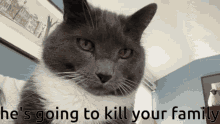 Cat Angry GIF - Cat Angry Kill Your Parents GIFs