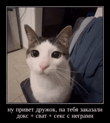 a picture of a cat with a foreign language caption