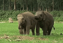 Elephant Couple Elephant GIF - Elephant Couple Elephant GIFs