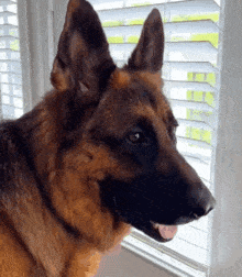 a german shepherd dog looking out a window with its tongue out