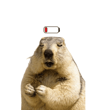 a squirrel with a battery on its head