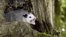 Opossum Wild Animal GIF - Opossum Wild Animal Scream GIFs
