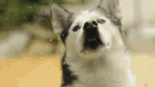 I Have A Migraine GIF - Dog Cute Funny GIFs