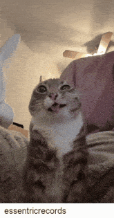 a cat sticking its tongue out while looking up at the camera