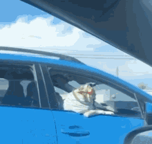 Yoda Pug GIF