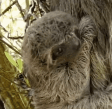 Sloth Wink GIF - Sloth Wink Cute GIFs