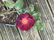 Mums Roses Myms Roses GIF