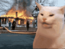 Disaster Cat Fire Cat GIF - Disaster Cat Fire Cat Flames Cat GIFs