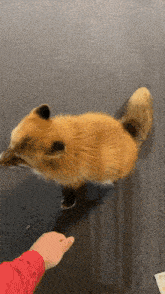 Fox Boop GIF - Fox Boop Happy GIFs