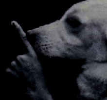 a close up of a dog giving the middle finger in a dark room .