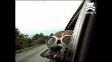 dog sunglasses summer windowsdown