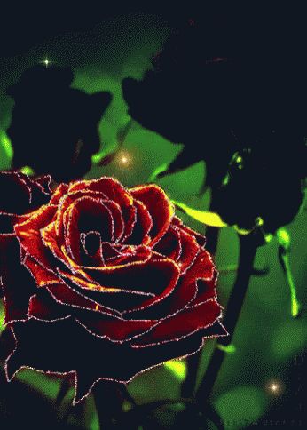 Rose Red Rose GIF - Rose Red Rose Glitter - Discover & Share GIFs